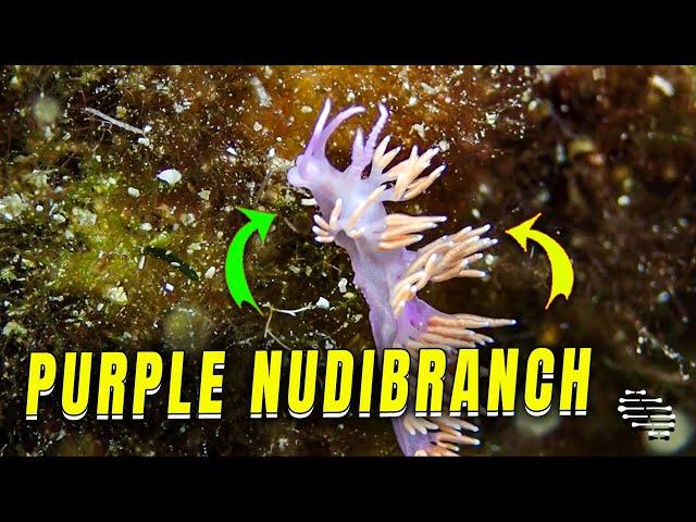 Small Purple Nudibranch Discovered in Its Habitat