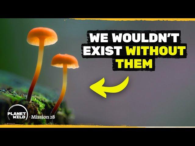 The third natural kingdom nobody’s talking about