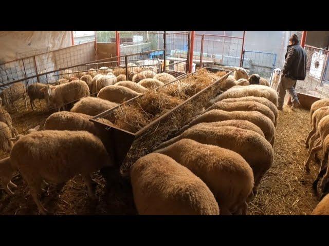 SHEEP CAME TO THE STABLE - HEAVY PREGNANCY SHEEP - FARM IS FULL ( sheep lamb videos, sheep, lambs )