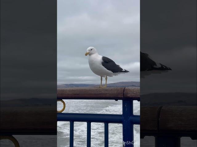 Come with us to New Brighton Beach. Canterbury, South Island. New Zealand Travel Couple