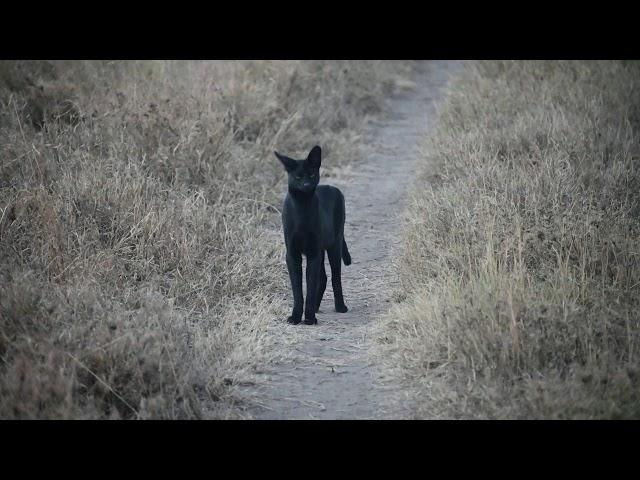 Rare black serval on film in the eastern Serengeti