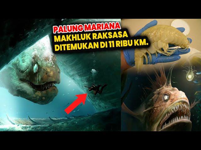 10x Lipat!!  Penghuni Lautan Terdalam di Dunia Palung Mariana