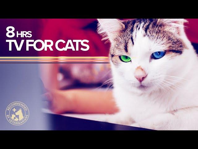 TV for Cats: 8 Hours of Visual and Sound Stimulation