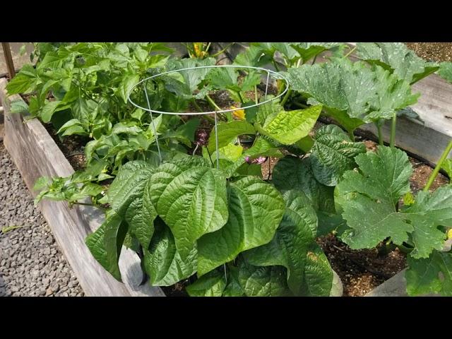 Growing Vegetables In A Greenhouse: Home Gardener Example