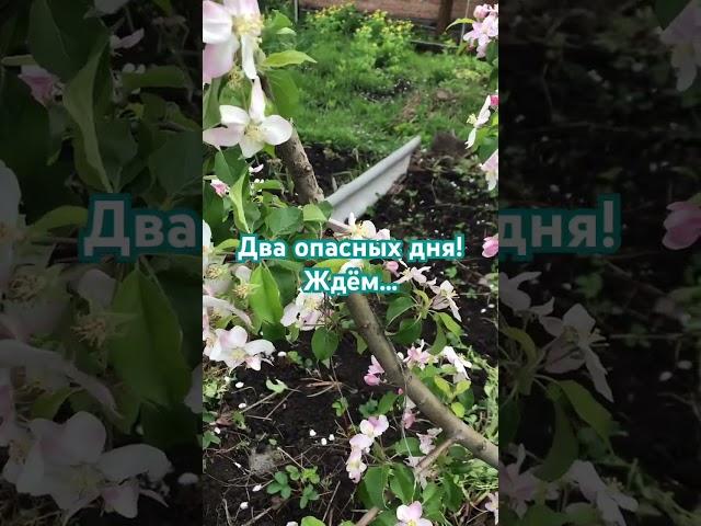 #сад#огород #пермакультура #грядки #огородсвоимируками #garden #открытыйгрунт #дача #деревья #цветы