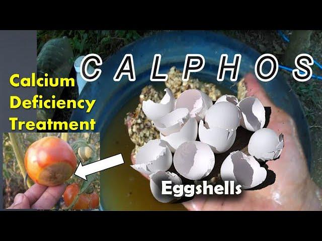 v64: How to Make Calphos? Natural Fertilizer that good for Flowering and Fruiting of plants.