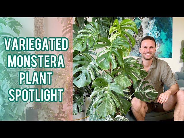 VARIEGATED MONSTERA - Moss Pole Extension & Plant Spotlight