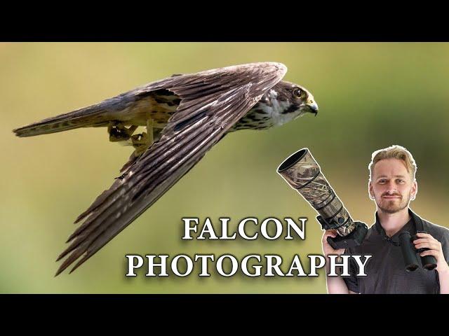 Falcon Photography - My BEST IMAGES Yet? - Nikon Z8 + 600mm F6.3 VR S