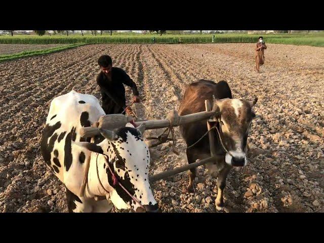 Bulls Power To Plow Field | Old Technology | Bull Power Ploughing