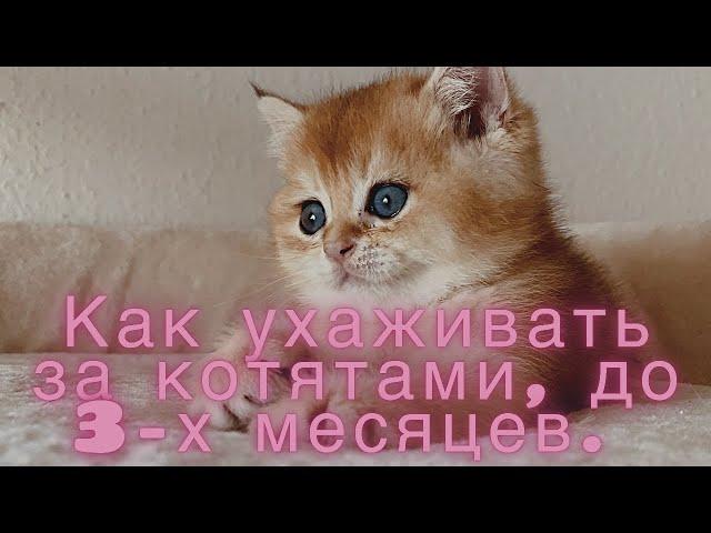 КАК УХАЖИВАТЬ ЗА КОТЯТАМИ С РОЖДЕНИЯ 1 ЧАСТЬДО 3_Х МЕСЯЦЕВGOLDEN KITTENSЗОЛОТАЯ КОШКА