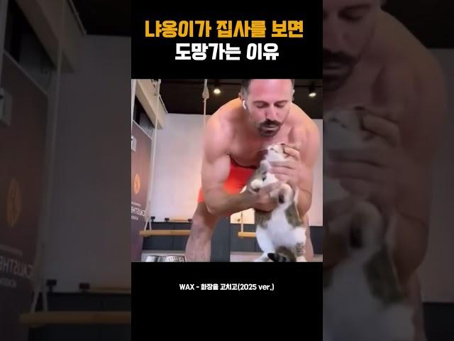 냐옹이가 집사를 보면 도망가는 이유