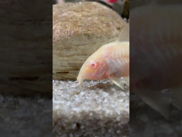 My Red-Eyed Albino Cory Catfish's Substrate Sifting Behavior (sorry about the auto captions )