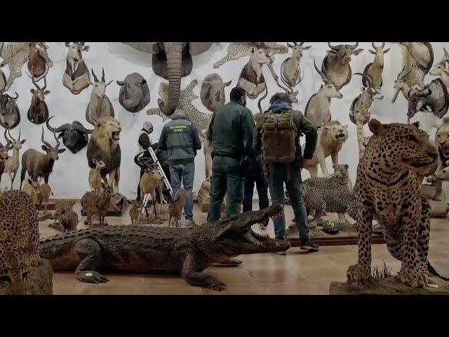 Thousands of Taxidermied Animals Seized in Spain