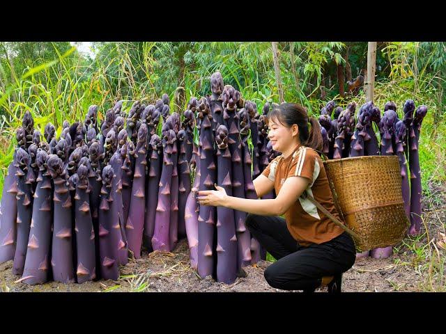 Daily Life | WOMAN Harvesting Giant Black Asparagus Goes to Market Sell - Harvest and Sell