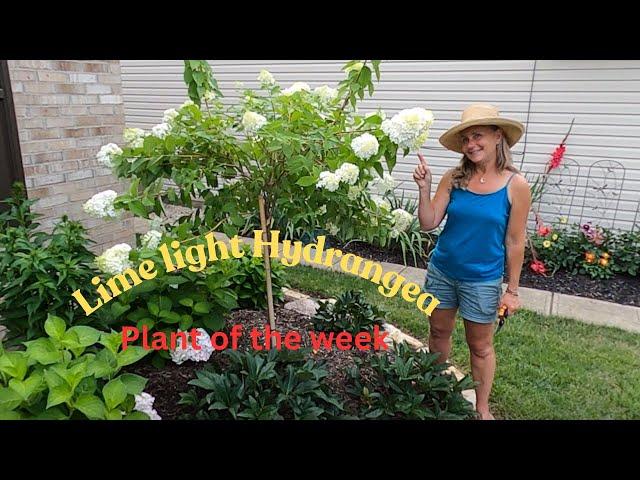 Plant of the Week: Limelight Hydrangea