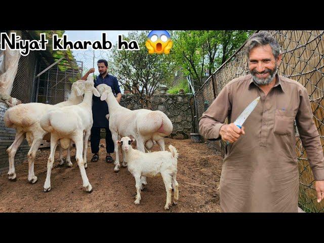 Last vlog with bamsi putar - Bakra Eid 2024 Season Updates  - JNTV Vlogs