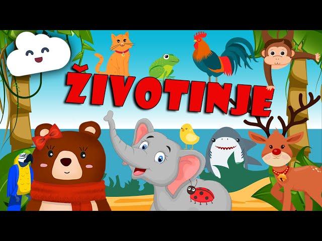  Učimo životinje | Domaće, divlje, morske | Zvukovi životinja | Mama Medo nas uči životinje 