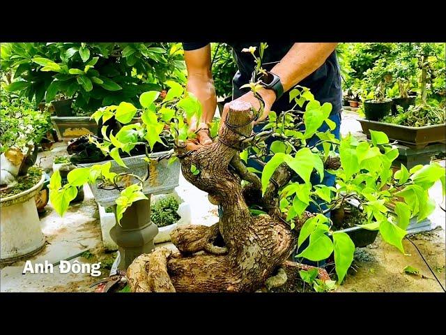 Cách làm tay cành lần đầu cho cây bonsai