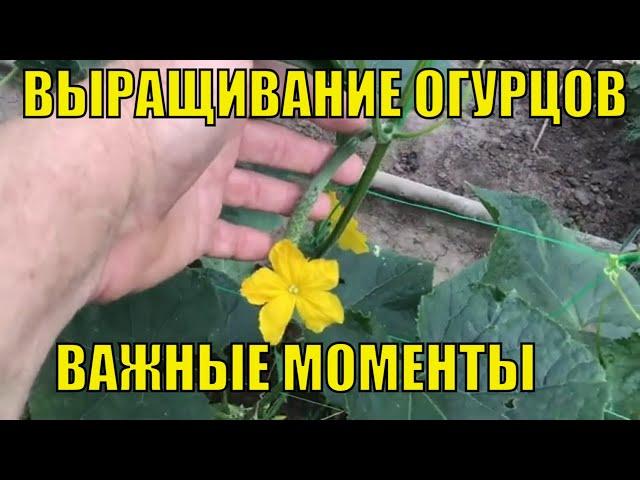 Выращиваем огурцы. Важные моменты.