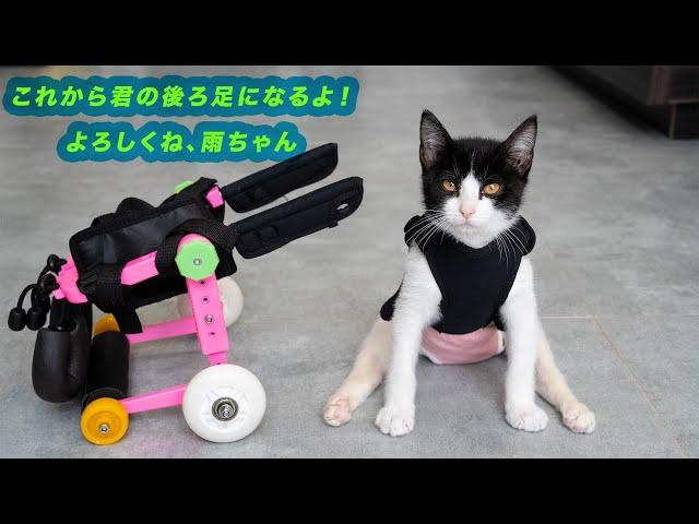 後ろ足が不自由な子猫に車椅子をプレゼント！生まれて初めて4本脚で歩く子猫の感動の瞬間