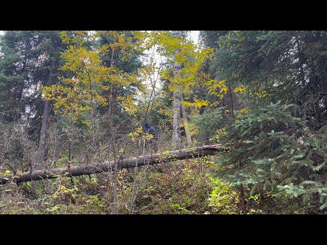 PO'd Mountain Bigfoot Warns Hunter In Blind