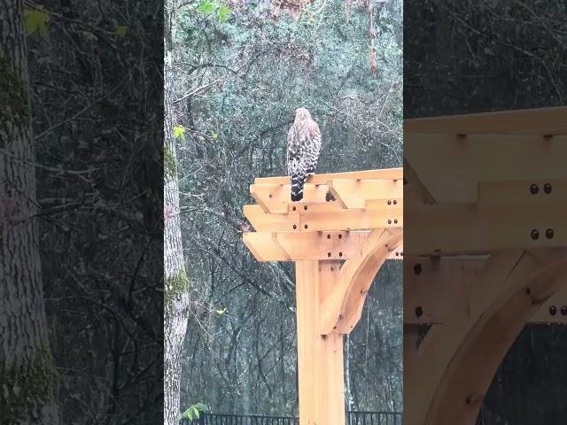 Red Shoulder Hawk living in our back yard on a rainy day