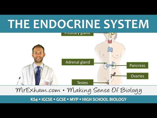 The Endocrine System - GCSE Biology (9-1)