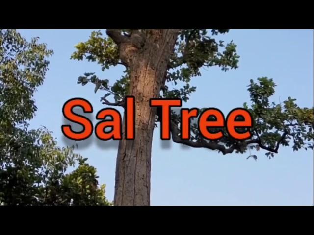 Sal Tree