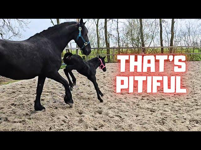 Foal Belle is moving! | That's pitiful! | The ponies escaped in the night! | Friesian Horses