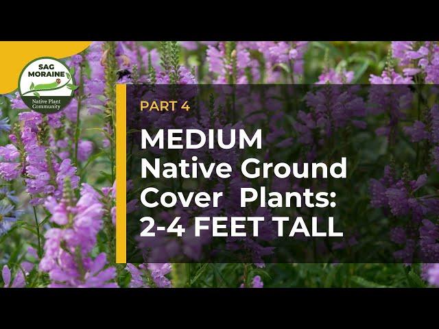 MEDIUM Native Ground Cover Plants (2-4 feet tall) to Suppress Weeds