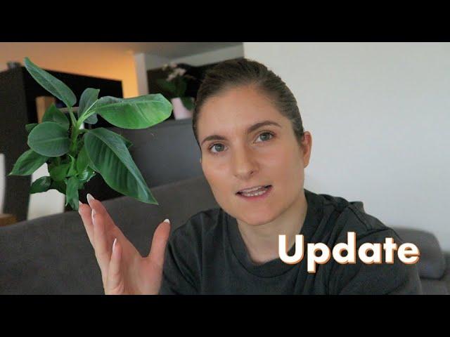 an update on my banana plant - and also my life