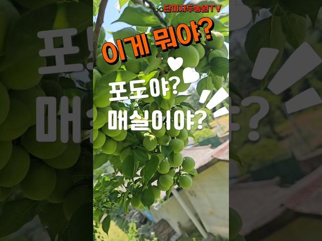 매실이 포도처럼 달렸어요~ 텃밭 매실나무 #매실 #매실나무 #매실청