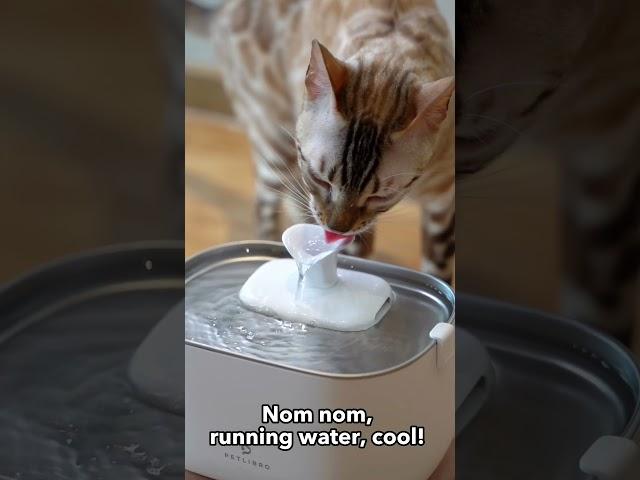 How humans can learn more about meow hydration!