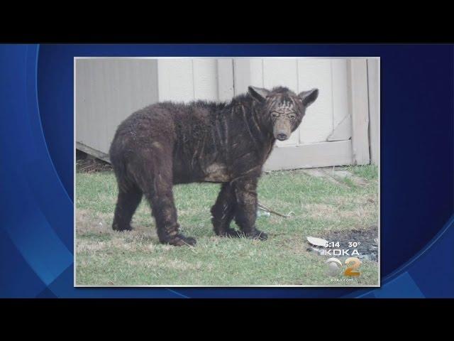 Game Commission Working To Trap Sickly-Looking Bear In Kittanning