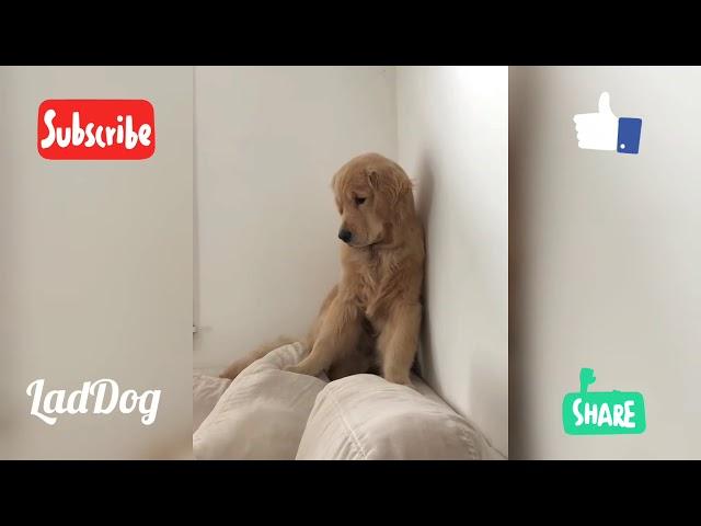 Dog is sad to leave house. | LadDog