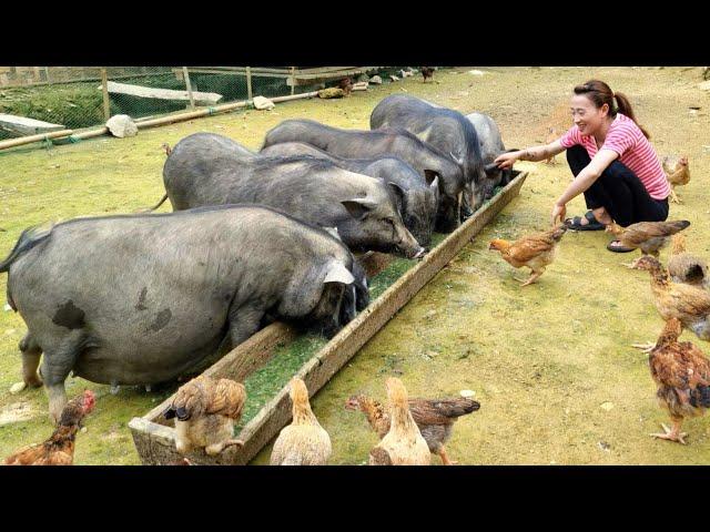 FULL VIDEO: 180 Days Alone Building farm - gardening - Building life | Farm life