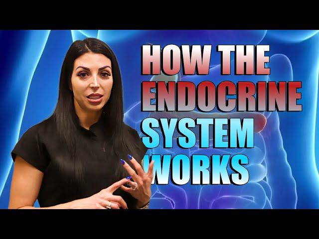 How the Endocrine System Works: Decoding Hormones with Dr. Cassie Smith | Cassie Lab Explained