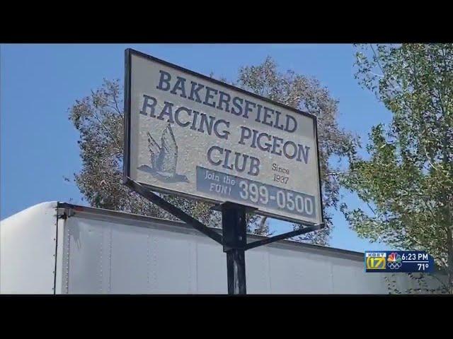 Birds of a feather flock together for auction at Bakersfield Pigeon Racing Club