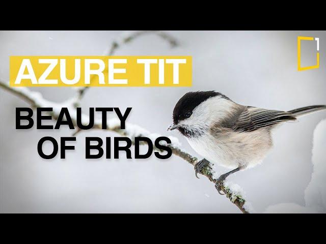 Azure Tit - Mésange azurée (Cyanistes cyanus) | Beauty of Birds