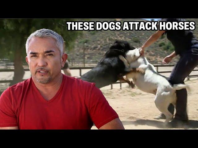 Dealing With A Rottweiler And Bulldog That Attack Horses | Cesar 911 Season 2, Ep. 1