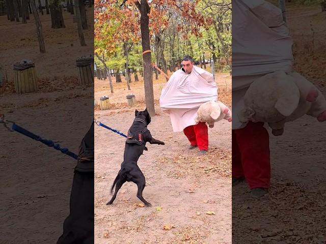 Boss vs Ghost. Black pit bull.  Dog training STRAZH Odessa. Ukraine.  2023