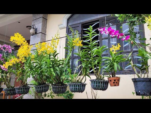 Best organic fertilizer for orchids | Orchids | Small Garden Corner