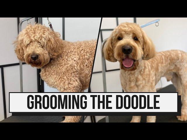 How I Groom The Goldendoodle!