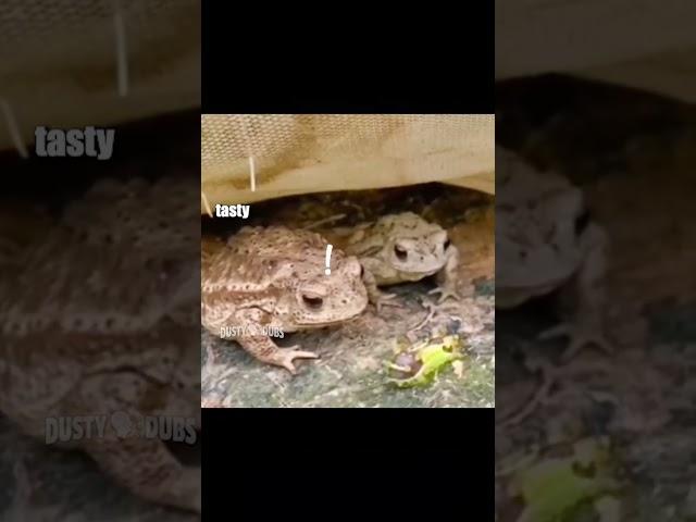 toad off  : unknown #voiceover #toads #funny #shorts