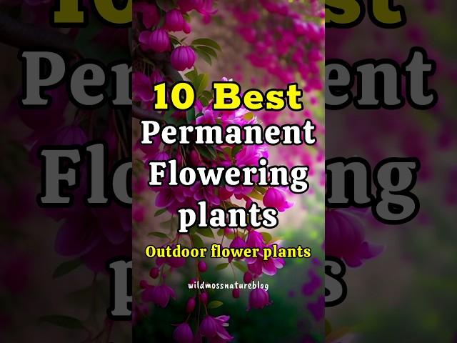 10 best all season flowering plants in India / permanent flower plants #shorts#floweringplants