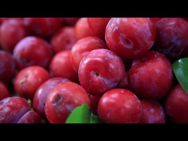 Сочная слива из Узбекистана
