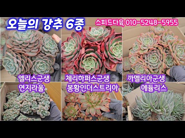 24.12.25 체리하퍼스군생 엘리스군생 봉황인더스트리아 까멜리아군생 덴섬 에듈리스 둥근잎비취후리데 연지라울  스피드다육 010-5248-5955 전국택배가능 유료광고포함