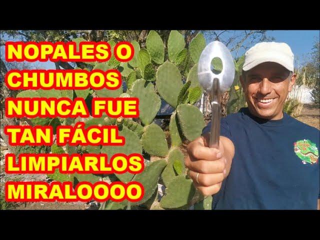 NOPALES, HERRAMIENTA para LIMPIARLOS FÁCIL Y rápido,  CÓMO LOS COSECHAMOS Y COMEMOS.