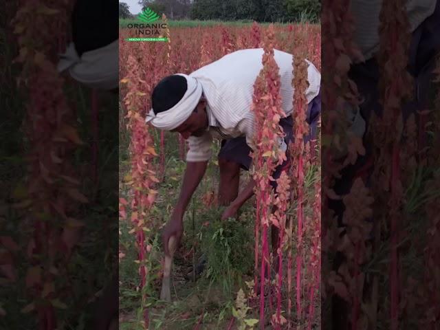 Organic India | Earth Day | Sri Shiv Prasad | #OrganicFarmers