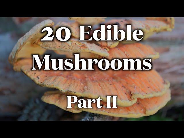 20 Edible Mushrooms I Can Identify Without Mistake Part II